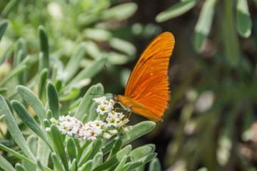 Mexico, Isla Contoy, Butterfly