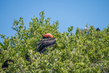 Mexico, Isla Contoy, Fregatte Bird