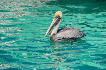 Mexico, Isla Mujeres, Pelican