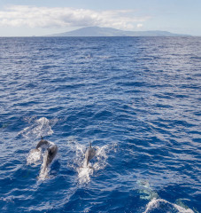 Azores, dolphins