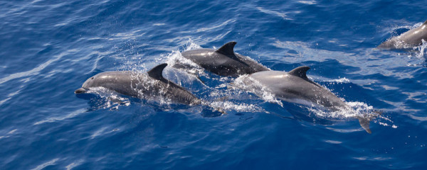 Azores, dolphins