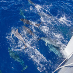 Azores, dolphins