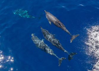 Azores, dolphins