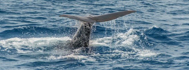 Azores, sperm whale