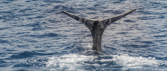 Azores, sperm whale