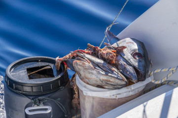 Azores, baiting Blue Sharks at Princess Alice Banks