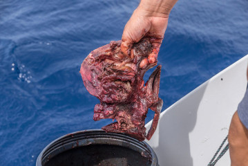 Azores, baiting Blue Sharks at Princess Alice Banks