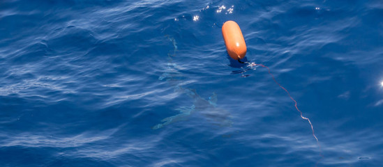 Azores, Blue Shark at Princess Alice Banks