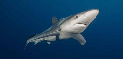Azores, Blue Shark at Princess Alice Banks