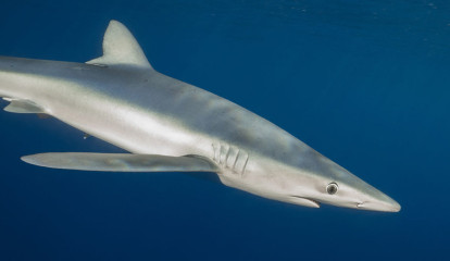 Azores, Blue Shark at Princess Alice Banks