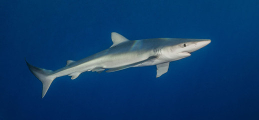 Azores, Blue Shark at Princess Alice Banks