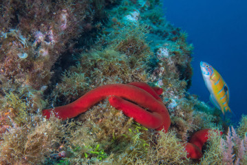 Azores, star fish