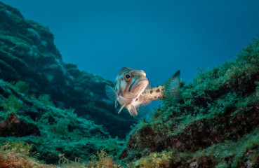 Azores, fish