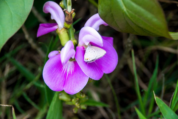 Philippines, Santa Ana, Flower with Butterfly