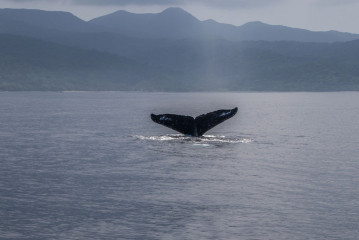 Philippines, Calayan Islands, Whale watching