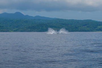 Philippines, Calayan Islands, Whale watching