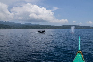 Philippines, Calayan Islands, Whale watching
