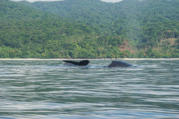 Philippines, Calayan Islands, Whale watching