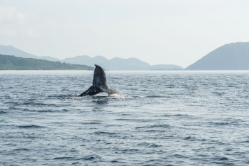 Philippines, Calayan Islands, Whale watching