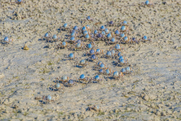 Philippines, Palawan, Puerto Princesa, crabs