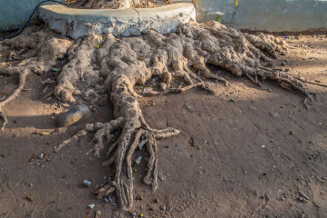 Philippines, Palawan, Puerto Princesa, tree roots