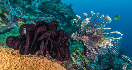 Philippines, lion fish, Pintuyan Island