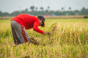 Philippines, Santa Ana, rice harvesting