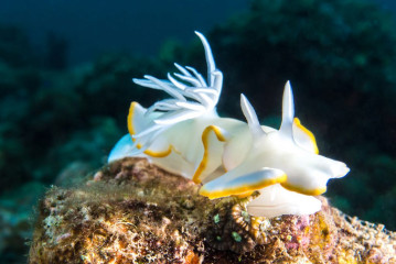 Philippines, nudibranch, Pintuyan Island
