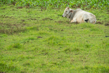 Philippines, Santa Ana, Water Buffalo