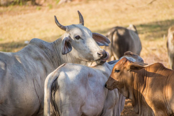 Philippines, Palawan, Puerto Princesa, Mitra's Residence, cow's