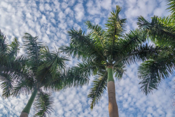Philippines, Palawan, Puerto Princesa, Palm Trees