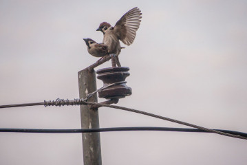 Philippines, Palawan, Puerto Princesa, bird's mating