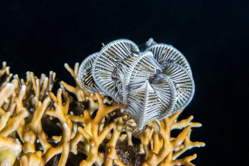 Philippines, coral with feather star, Pintuyan Island