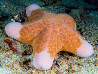 Philippines, sea star, Pintuyan Island