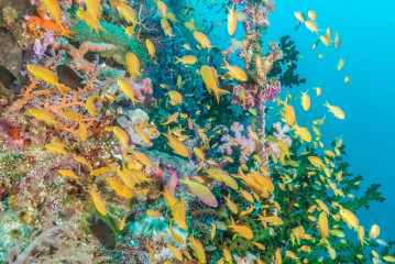 Philippines, school of fish with corals and part of wreck, Pintuyan Island