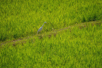 Philippines, Palawan, rice fields with heron