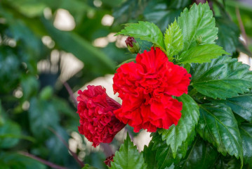 Philippines, flowers, Pintuyan Island
