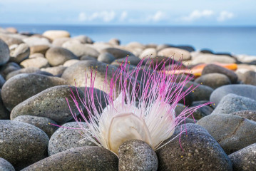 Philippines, Bulubituon flower (fish poison tree - Barringtonia Asiatica), Pintuyan Island