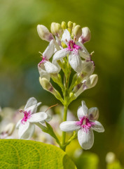 Philippines, flower, Pintuyan Island