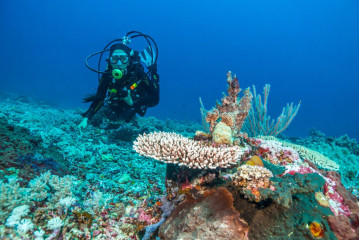 Philippines, Palawan, Puerto Princesa, diver with corals