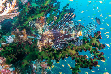 Philippines, lion fish, Pintuyan Island