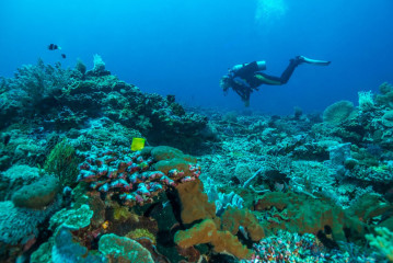 Philippines, Palawan, Puerto Princesa, diver with corals