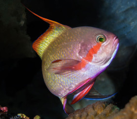 Philippines, basslet, Pintuyan Island