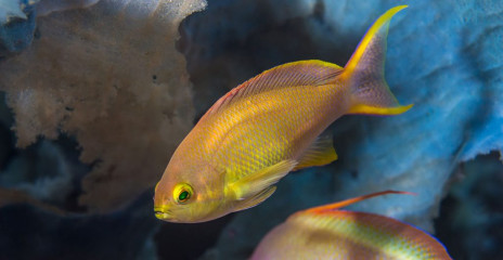 Philippines, basslet, Pintuyan Island