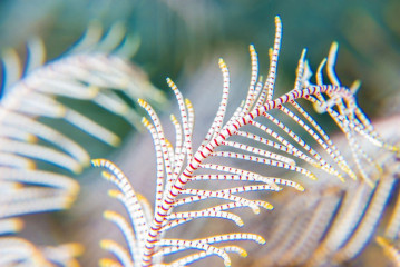 Philippines, feather star, Pintuyan Island