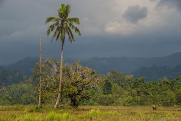Philippines, Palawan, Water Buffalo with Palm Tree