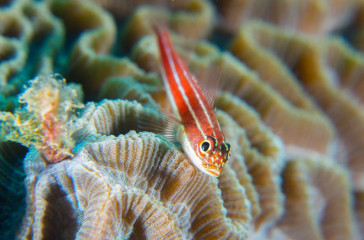 Philippines, pygmy goby, Pintuyan Island