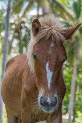 Philippines, horse, Ticao Island beach