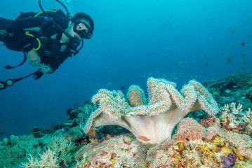 Philippines, Palawan, Puerto Princesa, diver with corals
