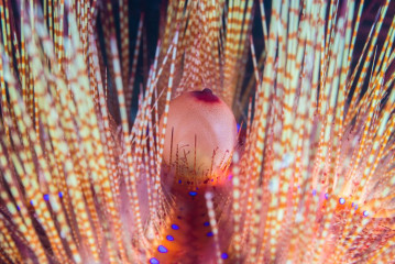 Philippines, sea urchin, Pintuyan Island